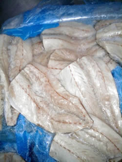 Fillets of mackerels