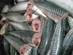HGT mackerels