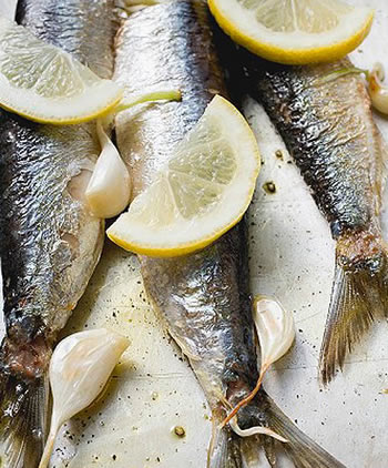 Gefrorene Sardinen und Makrelen Export