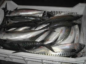 horse mackerel